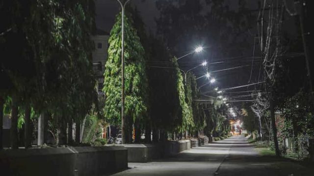 夜の街路樹