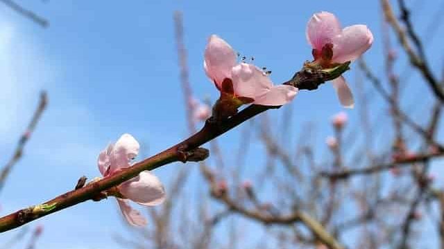 peach-blossom